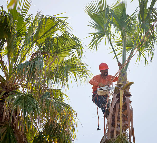 Best Local Tree Services  in Canby, MN